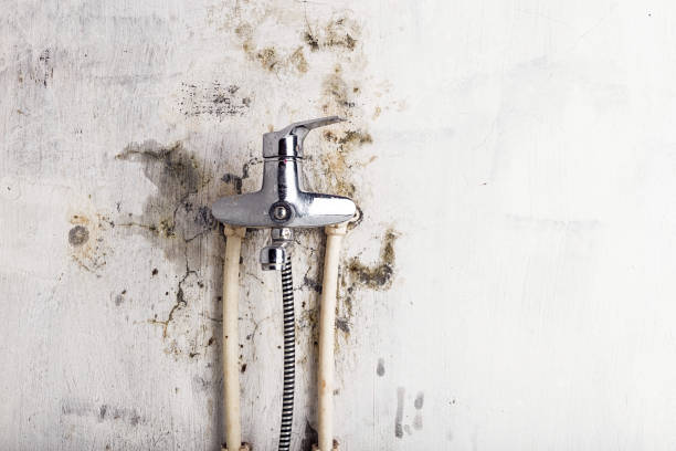 Best Emergency Mold Remediation in Hinton, WV
