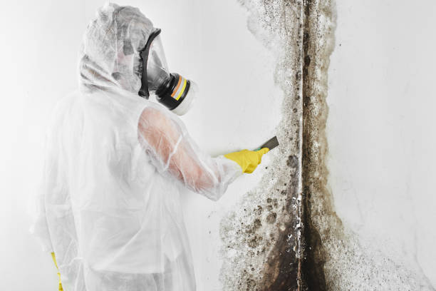 Best Attic Mold Remediation in Hinton, WV