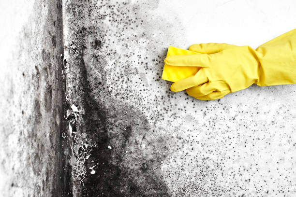 Trusted Hinton, WV Mold Remediation Experts