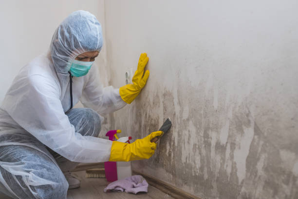 Best White Mold Remediation in Hinton, WV