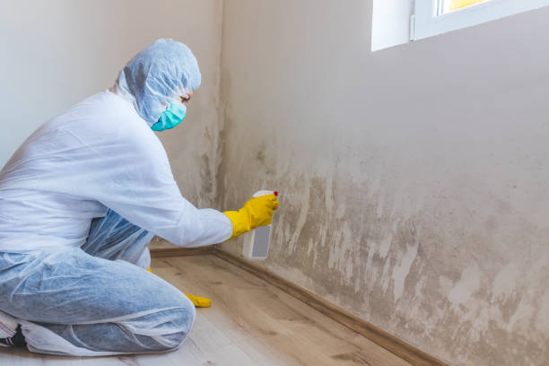 Best Post-Flood Mold Remediation in Hinton, WV