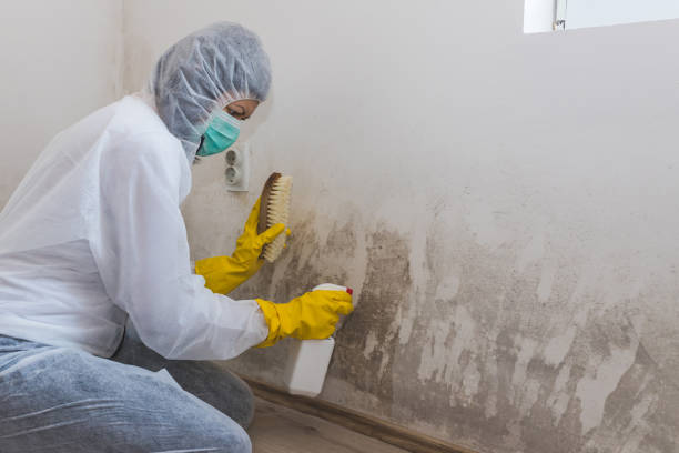 Best Residential Mold Remediation in Hinton, WV