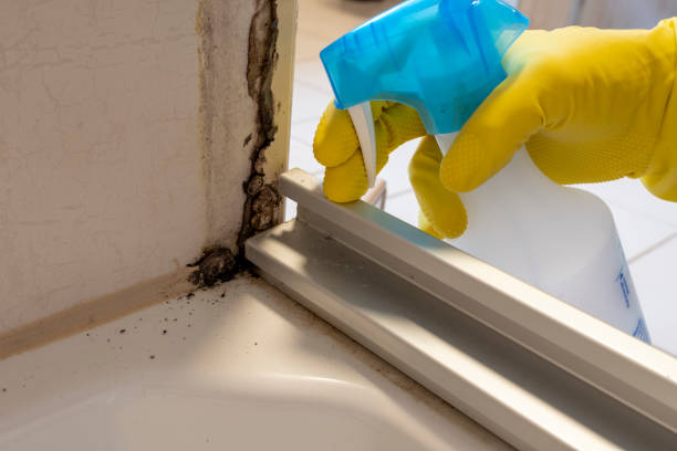 Best Bathroom Mold Remediation in Hinton, WV
