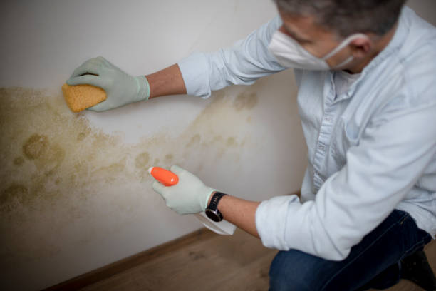 Best Industrial Mold Remediation in Hinton, WV