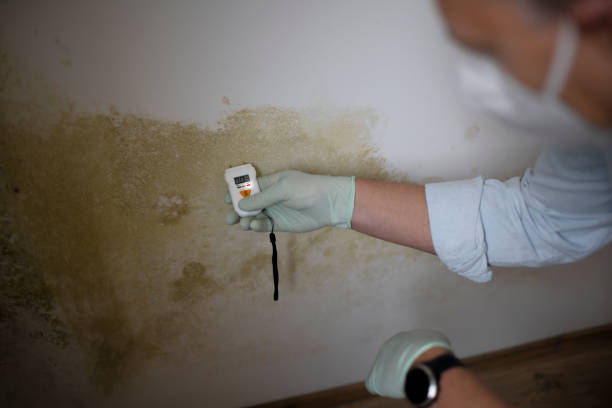 Best Post-Remediation Services in Hinton, WV