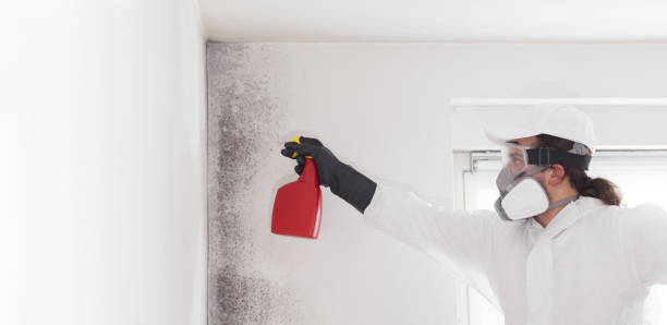 Professional Mold Remediation in Hinton, WV