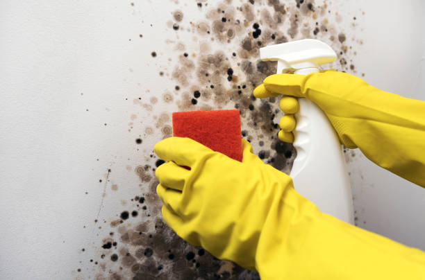 Best Crawl Space Mold Remediation in Hinton, WV