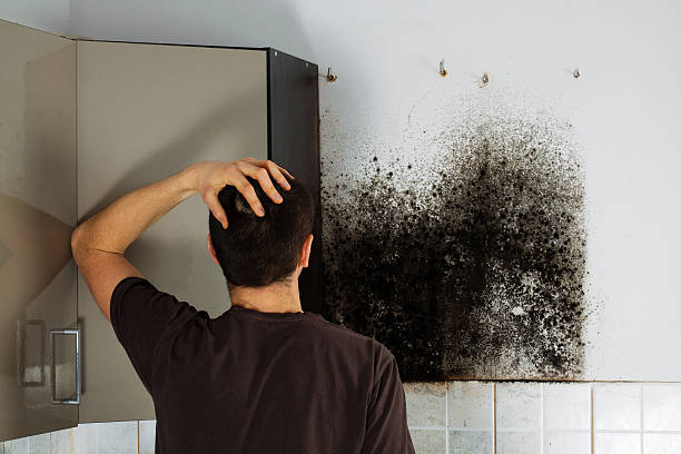 Best HVAC Mold Remediation in Hinton, WV