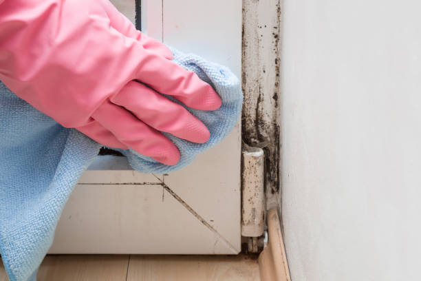 Best Attic Mold Remediation in Hinton, WV