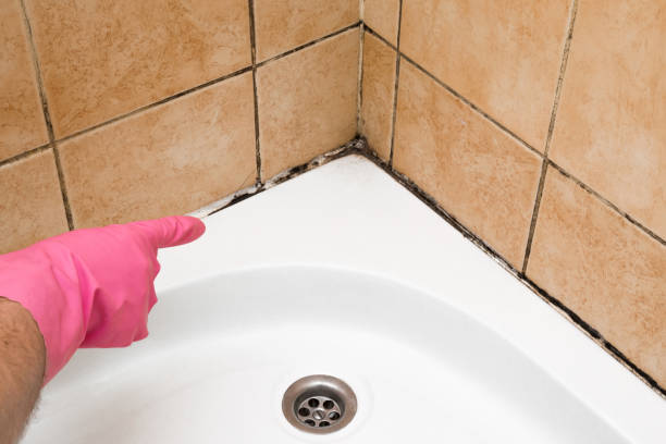 Best Residential Mold Remediation in Hinton, WV
