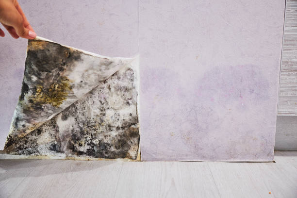 Best Commercial Mold Remediation in Hinton, WV